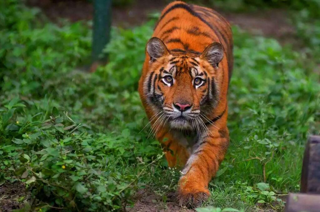 places to visit in Rishikesh -Rajaji National Park