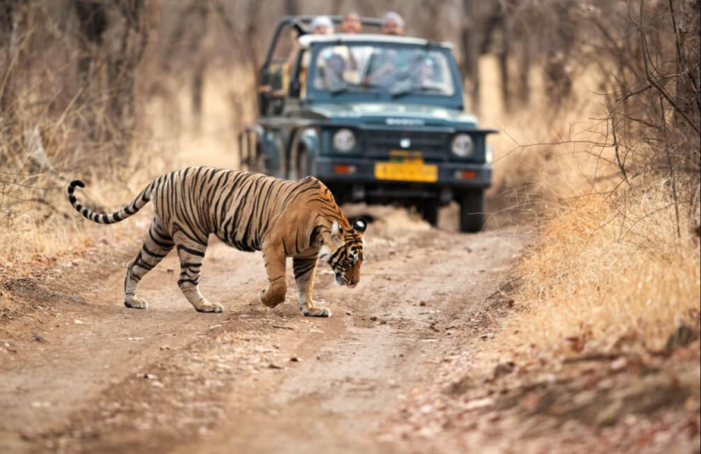 Ranthambore