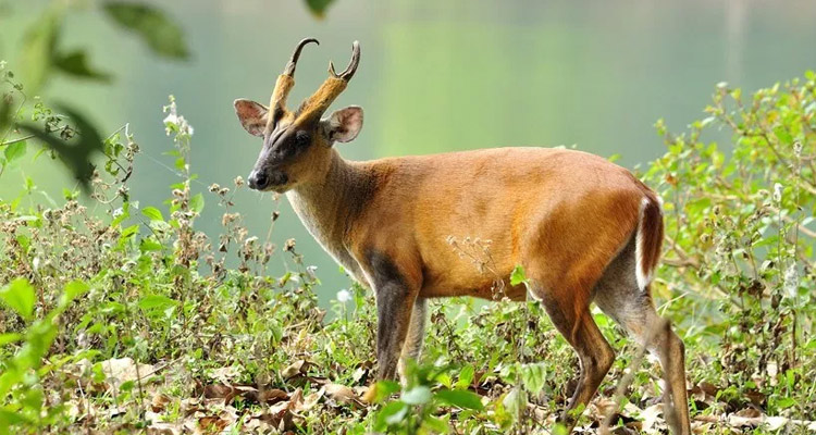 Shimla Reserve Forest Sanctuary shimla
